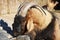 Mountain goat in the zoo. Portrait of an animal ram with big horns in the zoo.