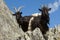 Mountain goats