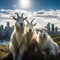 Mountain Goats