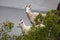 Mountain goats along Seward highway, Alaska