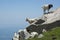 Mountain Goats Climbing Rocks in the Mountains in India