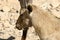 Mountain goats in the desert in southern Israel