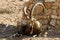 Mountain goats in the desert in southern Israel
