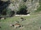 Mountain goats eating