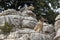 Mountain goats at El Torcal National Park