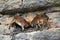 Mountain goats fighting on the rocks in El Torcal, Spain