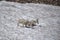 Mountain goats, Glacier National Park, Montana, USA