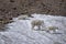 Mountain goats, Glacier National Park, Montana, USA