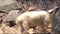 mountain goats graze on rocks in Turkey