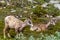 Mountain Goats Grazing on Parker Ridge in Canadian Rockies