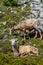 Mountain Goats Grazing on Parker Ridge in Canadian Rockies