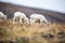 mountain goats grazing on sparse vegetation on a slope