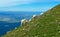 Mountain Goats Grazing On A Steep Mountainside