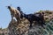 Mountain goats on a hike in the Anaga mountains on Tenerife Island