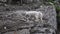 Mountain Goats Interact on Rocky Outcropping