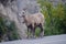Mountain Goats - Jasper National Park