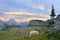 Mountain Goats at Logan Pass, Glacier Park