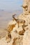 Mountain goats in the Makhtesh Ramon