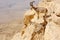 Mountain goats in the Makhtesh Ramon