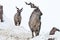 Mountain goats Markhor among the snow and rocky ledges against the white sky