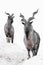 Mountain goats Markhor among the snow and rocky ledges against the white sky