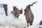 Mountain goats Markhor among the snow and rocky ledges against the white sky