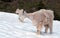 Mountain Goats - Mother with Baby on Hurricane Hill / Ridge snowfield in Olympic National Park in Washington