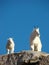 Mountain Goats on Mount Evans