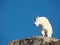 Mountain Goats on Mount Evans