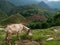 Mountain Goats over rice terraces