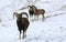 Mountain goats in the pasture in winter