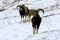 Mountain goats in the pasture in winter time