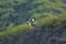 Mountain goats on a Rocky ledge in Alaska Tracy Arm Fjord