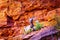 Mountain goats at the Zion-Mount Carmel Highway in Zion National Park