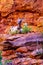 Mountain goats at the Zion-Mount Carmel Highway in Zion National Park