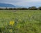 Mountain Goldenbanner Wildflowers with Mountains in the Distance