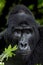 Mountain Gorilla