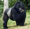 Mountain gorilla