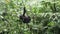 Mountain gorilla baby in tree, Bwindi Impenetrable National Park, Uganda
