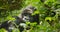 Mountain Gorilla (Black Back), Impenetrable Forest, Uganda