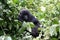 Mountain gorilla, Congo