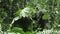 Mountain gorilla eating branch,  Bwindi Impenetrable National Park, Uganda