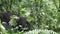 Mountain gorilla eating, Bwindi Impenetrable National Park, Uganda