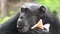 Mountain gorilla eating in forest. Portrait of chimp eating loaf of bread. Mountain gorilla eating in forest national park