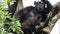 Mountain gorilla eating in forest. Portrait of chimp eating loaf of bread. Mountain gorilla eating in forest national park