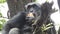 Mountain gorilla eating in forest. Portrait of chimp eating loaf of bread. Mountain gorilla eating in forest national park