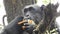 Mountain gorilla eating in forest. Portrait of chimp eating loaf of bread. Mountain gorilla eating in forest national park