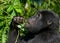 Mountain gorilla eating plants. Uganda. Bwindi Impenetrable Forest National Park.