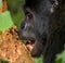 Mountain gorilla eating plants. Uganda. Bwindi Impenetrable Forest National Park.