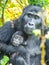 Mountain gorilla family - baby with mother in the forest, Uganda, Africa